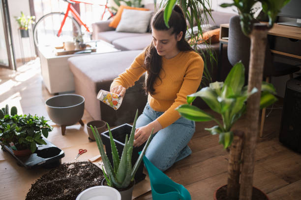 istock Potting plants at home. 1439911939