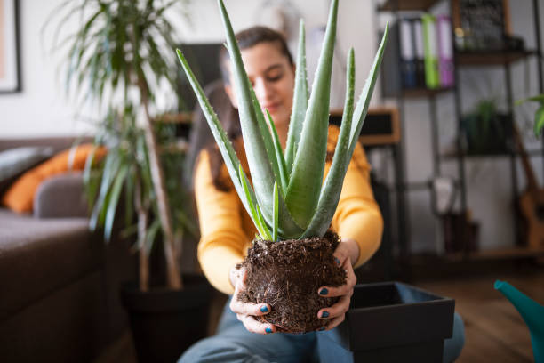 istock Potting plants at home. 1439911969