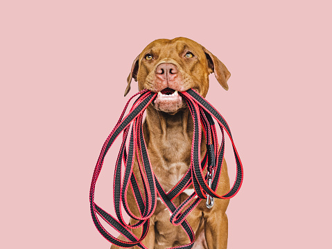 Lovable, pretty puppy holding a leash in his mouth. Close-up, indoors. Studio photo. Concept of care, education, obedience training and raising pets