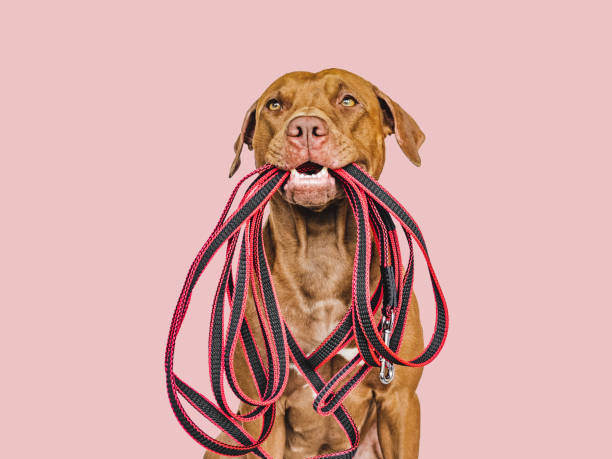 Lovable puppy holding a leash in his mouth Lovable, pretty puppy holding a leash in his mouth. Close-up, indoors. Studio photo. Concept of care, education, obedience training and raising pets animal mouth stock pictures, royalty-free photos & images