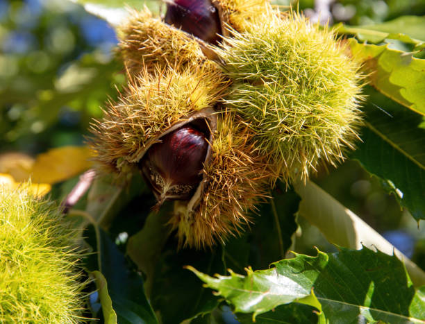 istock Chestnut husk close up. Castanea sativa tree branch at harvest Autumn, 1439914744