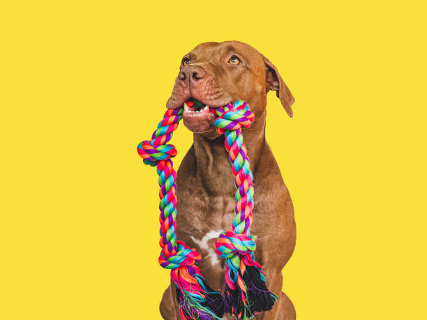 istock Lovable, pretty puppy and play rope. Close-up 1439914821