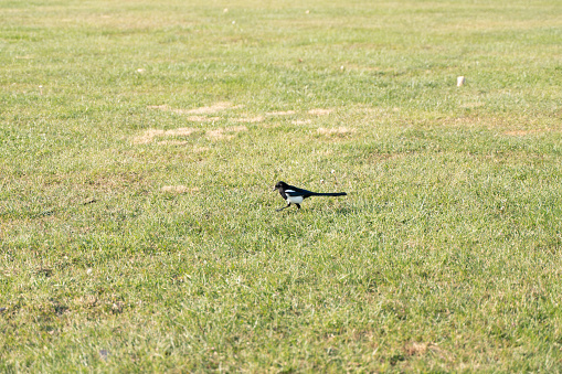 Magpies land on green lawn in city park