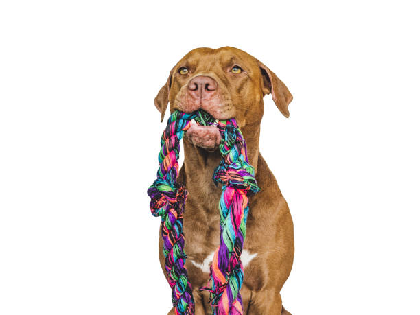 istock Lovable, pretty puppy and a play rope 1439915402