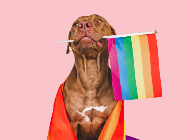 istock Lovable, pretty dog and Rainbow Flag. Closeup 1439916112