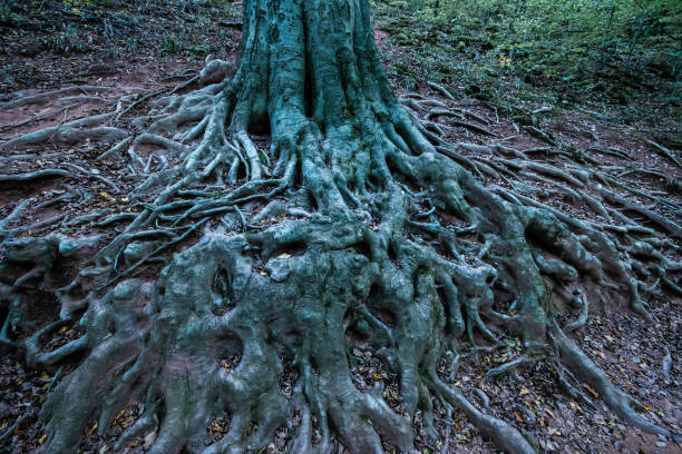 istock Detail of tree root in forest 1439917441