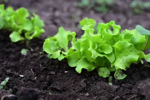 Lambs lettuce, cornsalad in a sunny bed