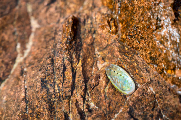 istock inside of a shell called abalone in the surf of a sea 1439918505