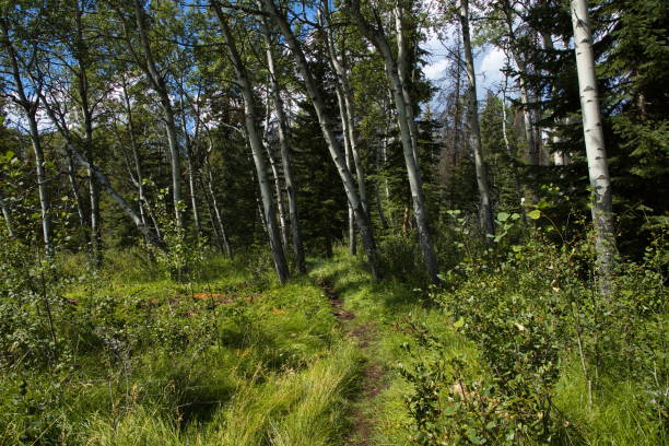 istock Landscape on Pyramid Trail in Jasper National Park,Alberta,Canada,North America 1439918808