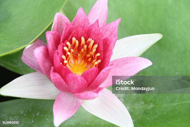 Photo libre de droit de Feuille De Lotus banque d'images et plus d'images libres de droit de Arbre en fleurs - Arbre en fleurs, Asie, Beauté de la nature