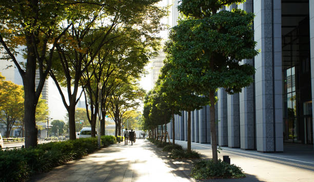 istock Trees in the street 1439921886