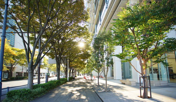 istock Trees in the street 1439921889
