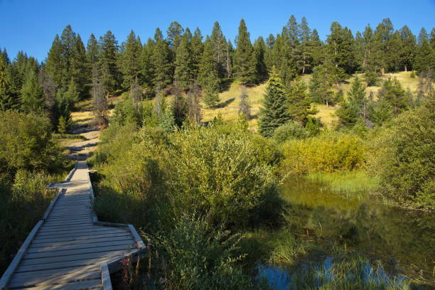 istock Boardwalk on Five Lakes Trail in Jasper National Park,Alberta,Canada,North America 1439924779