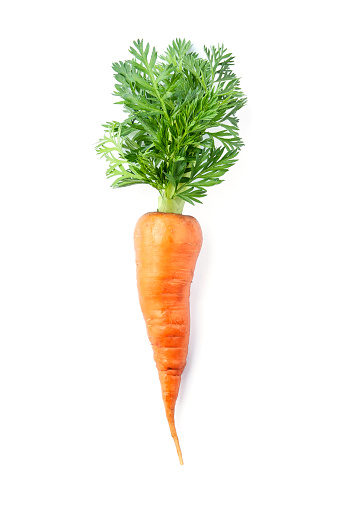 A man dressed dangles a bunch of carrots that are dangling from a stick isolated on a blue background.