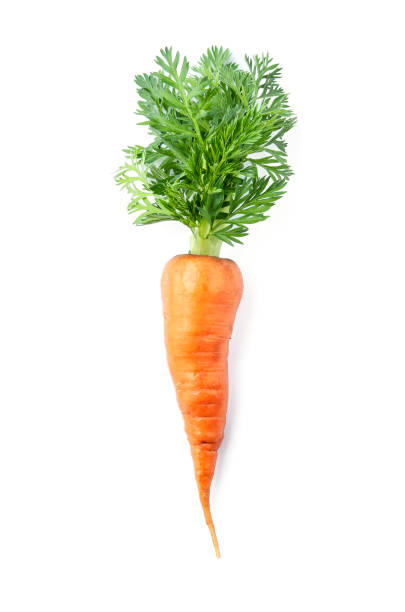 Single carrots stock photo