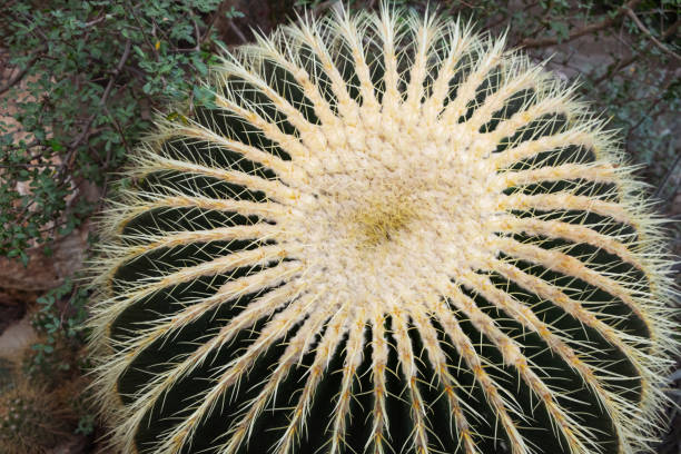 cactus echinocactus grusonii dans le jardin botanique en gros plan - grusonii photos et images de collection
