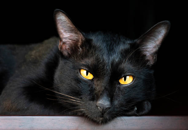 istock Portrait black cat on table with black background 1439929722