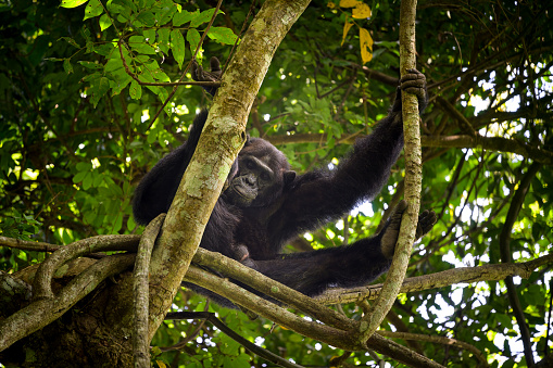 A chimpanzee sitting on a tree in a forest in Uganda