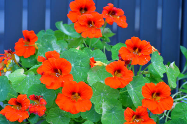 Beautiful orange Nasturtium flower in full bloom
