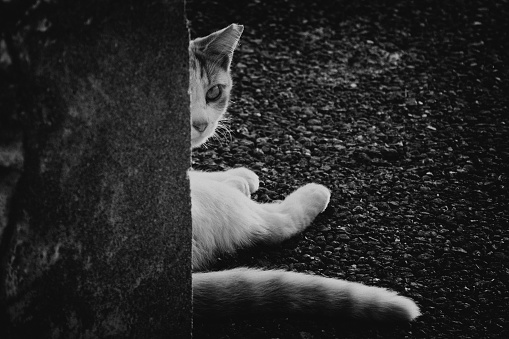 Image of a kitten peeking through a wall