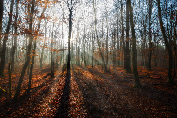 istock Nice sunny autumn day in a oak forest 1439931359