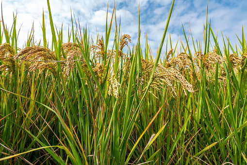 Outdoor rice field landscape scene