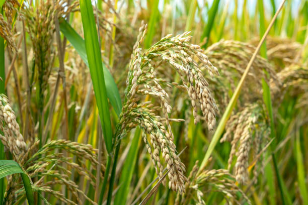 istock Outdoor rice field landscape scene 1439936004