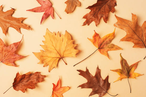 istock Yellow autumn leaves on beige background. Fall concept. Top view, flat lay 1439936058