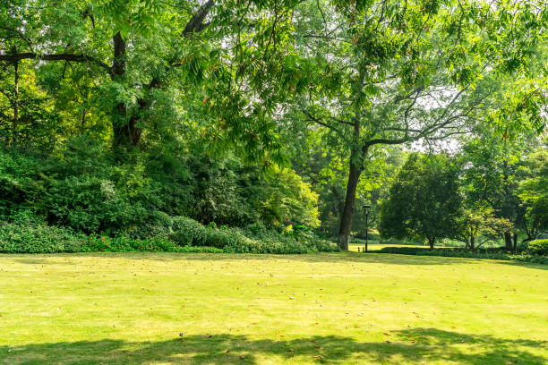 parco soleggiato sfondo della foresta verde - landscape sunny day sunlight foto e immagini stock