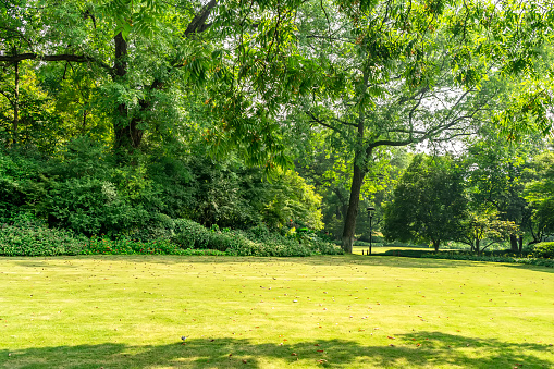 Park Sunny Green Forest Background