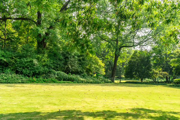 Park Sunny Green Forest Background Park Sunny Green Forest Background park stock pictures, royalty-free photos & images