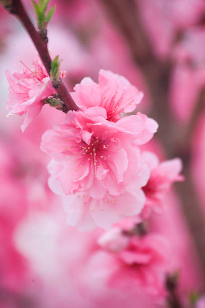 istock peach blossom close up deep of field 1439936368