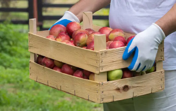 A man carry fresh harvesting apples with vegetable box (new season red apples)