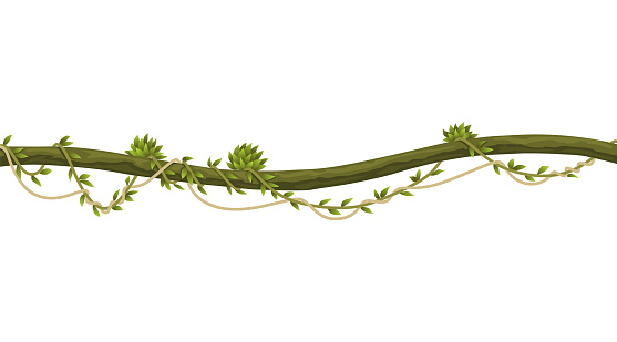 Lianas stem border. Rainforest green vine or twisted plant hanging on branch. Cartoon jungle creeper, leaves or moss on tree. Vector isolated game scenery element. Tropical nature plant.