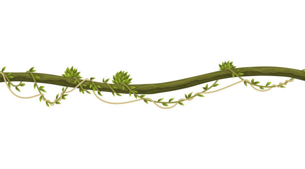 Lianas stem border. Rainforest green vine or twisted plant hanging on branch. Cartoon jungle creeper, leaves or moss on tree. Vector isolated game scenery element. Tropical nature plant Lianas stem border. Rainforest green vine or twisted plant hanging on branch. Cartoon jungle creeper, leaves or moss on tree. Vector isolated game scenery element. Tropical nature plant. liana stock illustrations