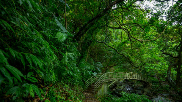 Verdant forest trails, arch bridges over ravines