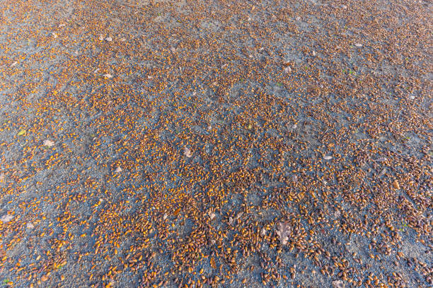Vertical image of acorns lying on the ground during daytime