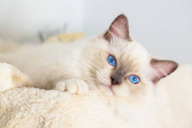 Cute pet ragdoll cat. Pet animal. Cute pet ragdoll cat. Pet animal. ragdoll cat stock pictures, royalty-free photos & images