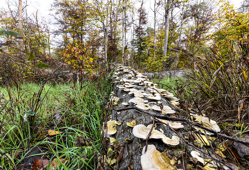 Photograph of tree trunk overgrown with tree fungi during daytime in autumn forest