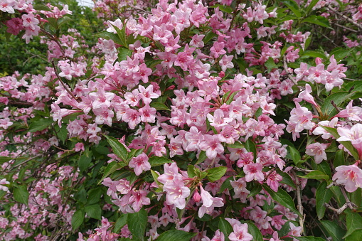 Hundreds of pink flowers of Weigela florida in mid May