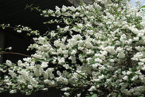Lots of double white flowers of Deutzia in June