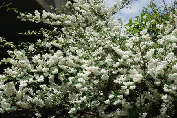 Plenty of double white flowers of Deutzia in June