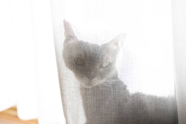 istock British shorthair cat hiding behind a curtain in backlight 1439944103