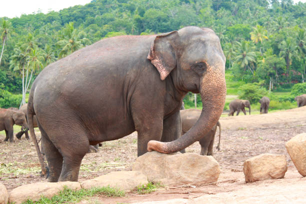 istock Side profile of an asian elephant in an elephant sanctuary 1439944393