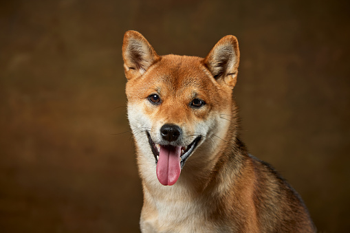 Closeup portrait of beautiful golden color Shiba Inu dog looking at camera isolated over dark vintage background. Concept of beauty, animal life, care, health. Doggy looks happy, groomed