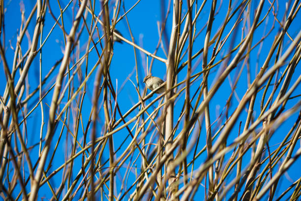A female red-breasted flycatcher (Ficedula parva) sits in an elderberry bush in soft morning light. Close-up photo and identification marks in winter plumage