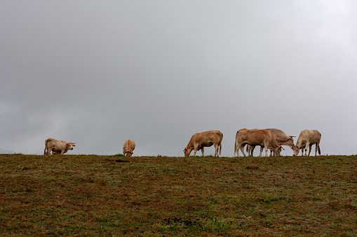 Cows herd grazing on a rainy day with a cloudy sky during the French route of the way of St James called Chemin du Puy. Nouvelle-Aquitaine, France