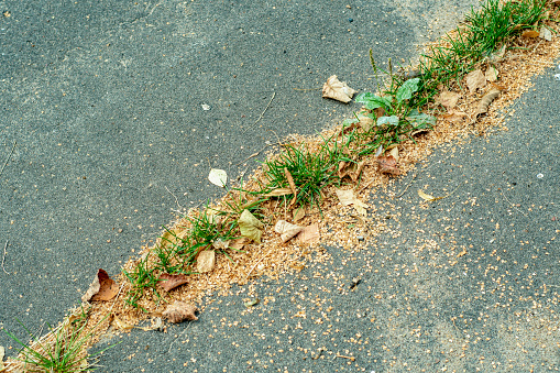 Grass grows from a crack in the asphalt.
