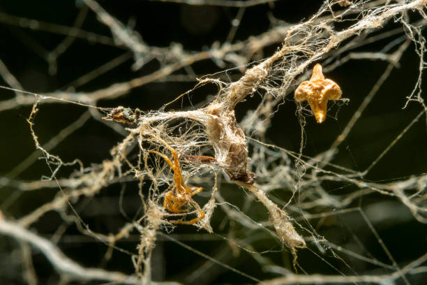istock Old tangled web in the forest. Close-up of a spider trap in soft focus. 1439947825