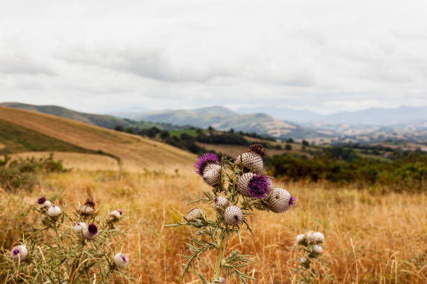 Close up of a Purple thorny thistle flowers